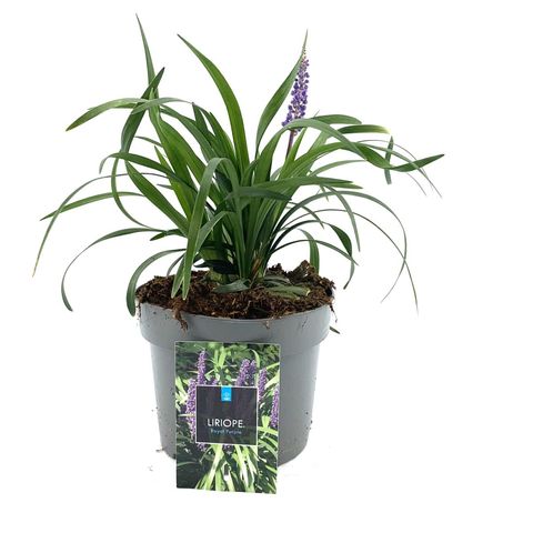 Liriope muscari 'Royal Purple'