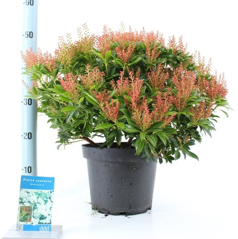 Pieris japonica 'Debutante'