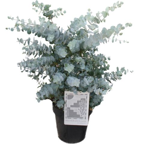 Eucalyptus cinerea 'Silver Dollar'