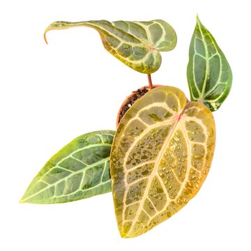 Anthurium DocBlock Anthurium Red Velvet Cake® '24' X Home Sweet Home® '32'