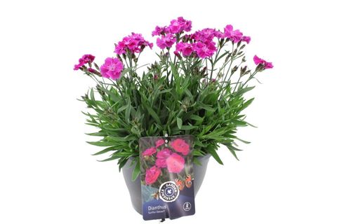 Dianthus MOUNTAIN FROST ROSE BOUQUET