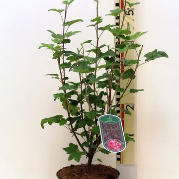 Ribes sanguineum 'King Edward VII'