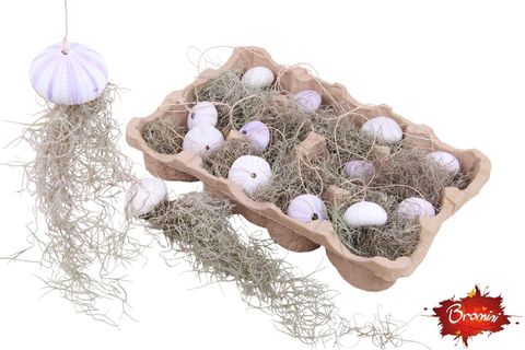 Arrangement Tillandsia