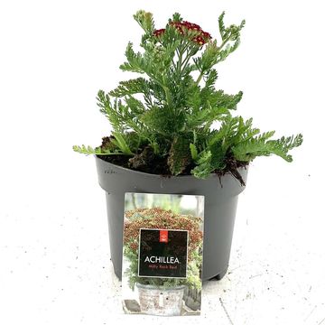 Achillea millefolium MILLY ROCK RED
