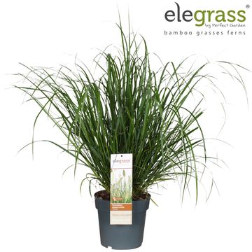 Pennisetum alopecuroides 'Hameln'