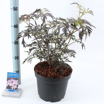 Sambucus nigra BLACK LACE