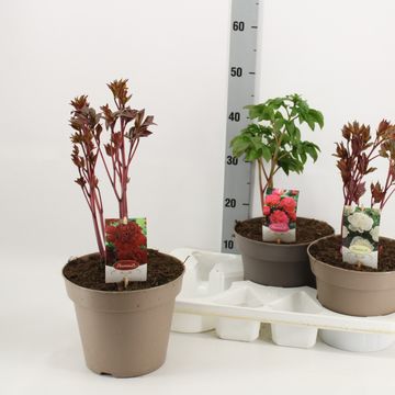 Paeonia LACTIFLORA MIX