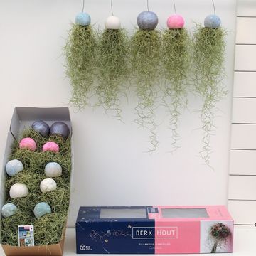 Tillandsia usneoides