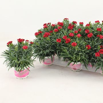 Dianthus caryophyllus 'Peman Red'