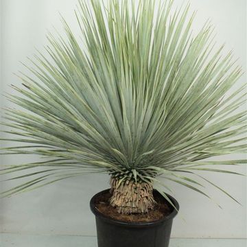 Yucca rostrata