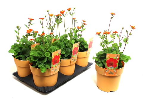 Geum coccineum 'Koi'