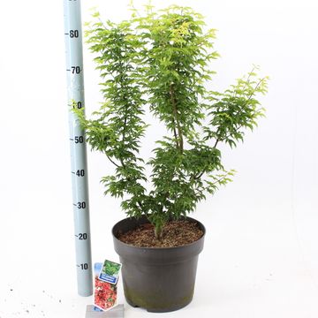 Acer palmatum 'Shishigashira'