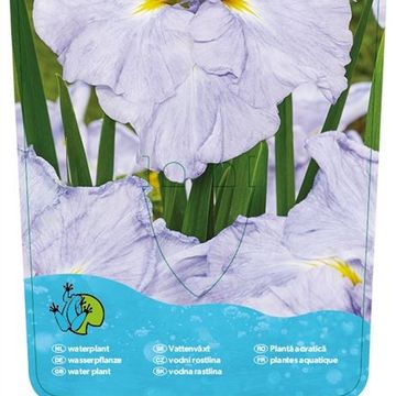 Iris ensata DINNER PLATE ICE CREAM
