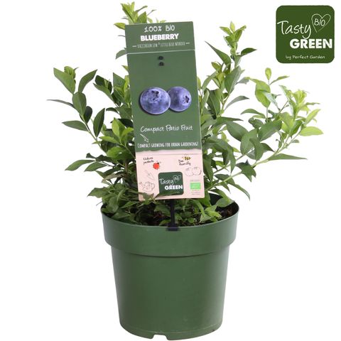 Vaccinium corymbosum LOWBERRY LITTLE BLUE WONDER