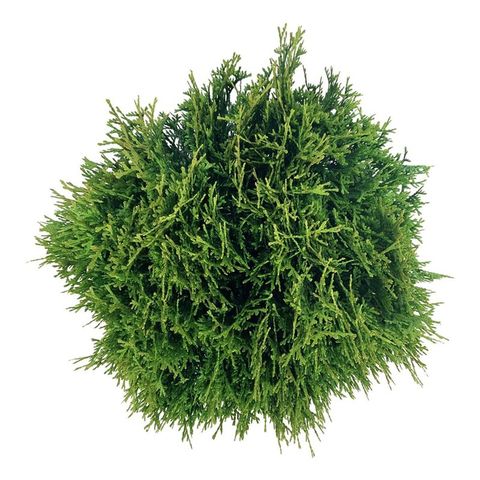 Thuja occidentalis 'Tiny Tim'