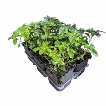Pachysandra terminalis 'Green Sheen'