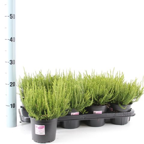 Calluna vulgaris GARDEN GIRLS HELENA