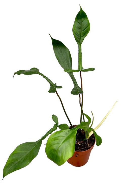 Philodendron 'Joepii'