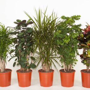 Houseplants MIX (Ammerlaan, The Green Innovater)