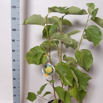 Magnolia denudata YELLOW RIVER