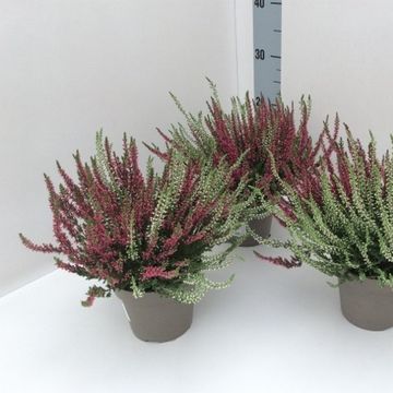 Calluna vulgaris GARDEN GIRLS MIX IN POT TWIN