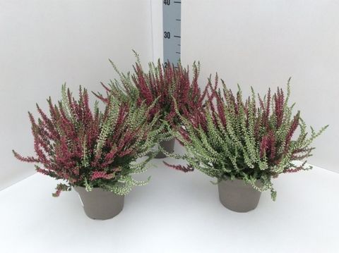Calluna vulgaris GARDEN GIRLS MIX IN POT TWIN