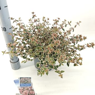 Abelia x grandiflora HAPPY DAYDREAM