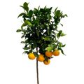 Citrus sinensis 'Arancio'