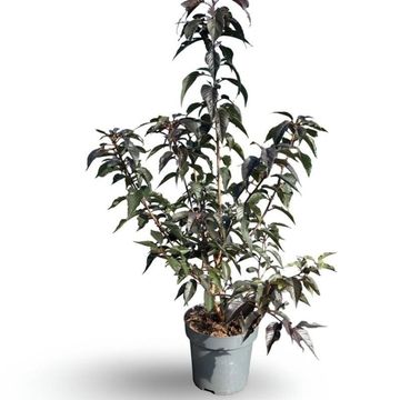 Prunus serrulata 'Royal Burgundy'