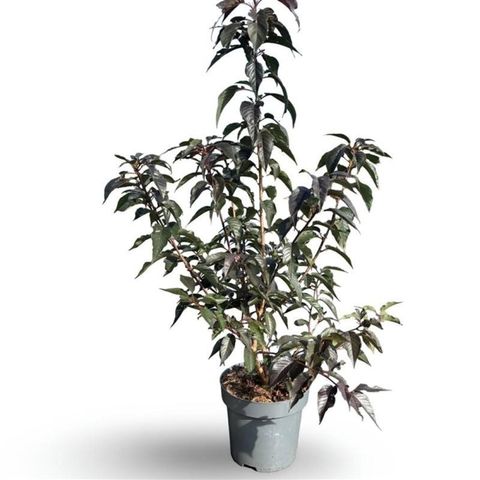 Prunus serrulata 'Royal Burgundy'