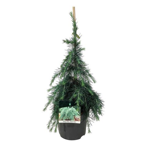 Cedrus deodara 'Feelin' Blue'