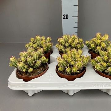 Euphorbia aggregata variegata