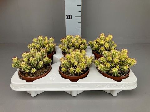 Euphorbia aggregata variegata