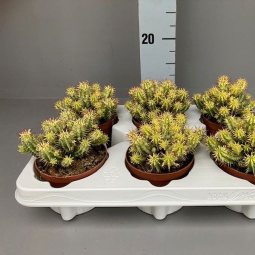 Euphorbia aggregata variegata