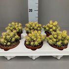 Euphorbia aggregata variegata