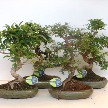 Bonsai MIX