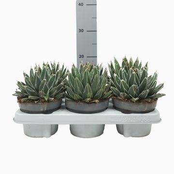 Agave victoriae-reginae