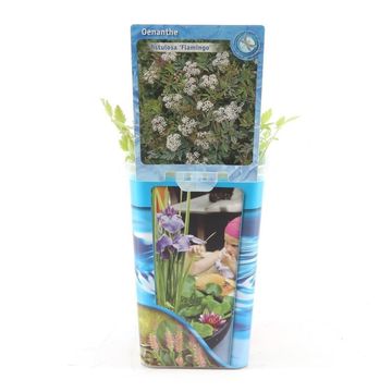 Oenanthe fistulosa 'Flamingo'