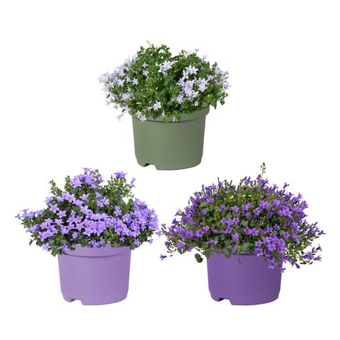 Campanula portenschlagiana KOSEA MIX