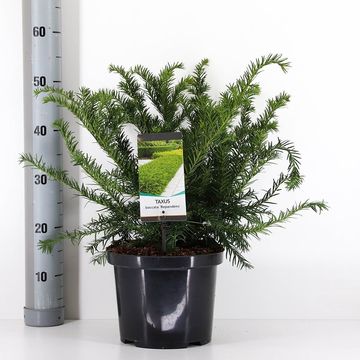 Taxus baccata 'Repandens'