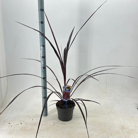 Cordyline FESTIVAL BURGUNDY