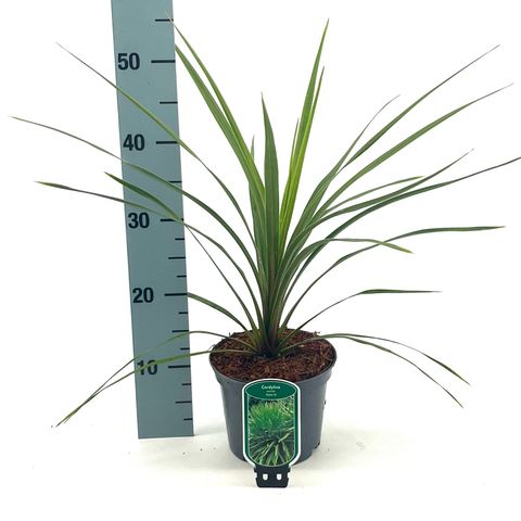 Cordyline australis 'Peko'