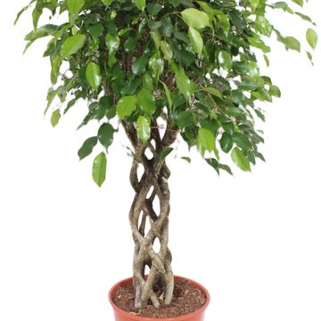 Ficus benjamina 'Exotica'