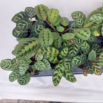 Calathea MIX