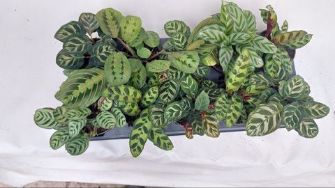 Calathea MIX