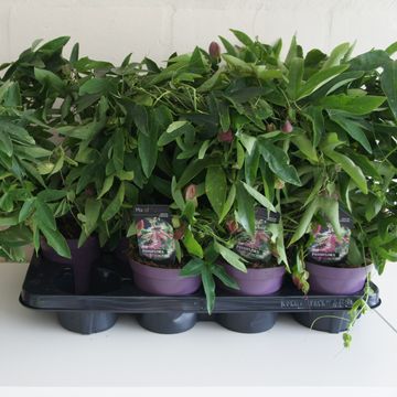 Passiflora 'Victoria'