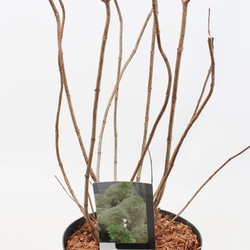 Hydrangea paniculata SKYFALL