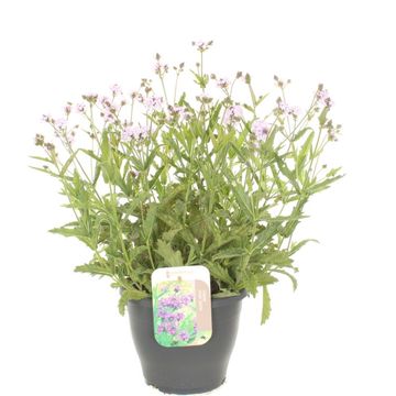 Verbena rigida 'Polaris Sky Blue'