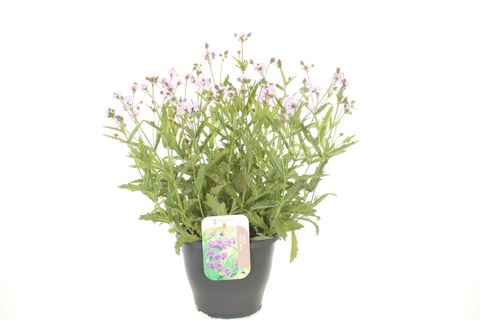 Verbena rigida 'Polaris Sky Blue'