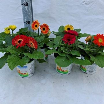 Gerbera SUNDAYZ MIX
